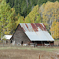 Vintage wooden barn with autumn poplars